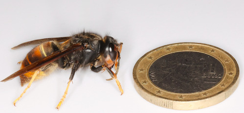 Hornisse sitzt neben 1 Euro-Münze
